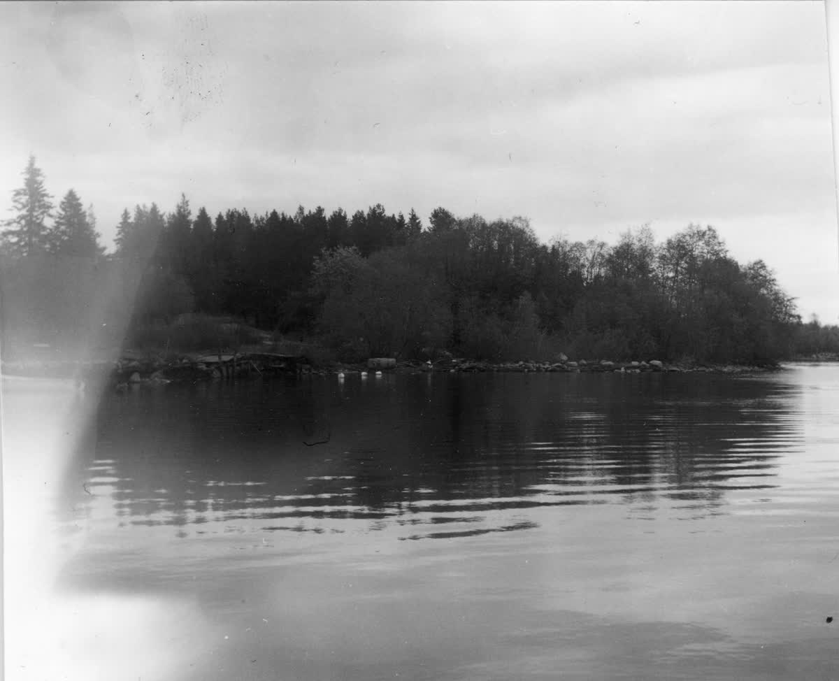 En gammal svartvit bild på ett skogsparti som ligger vid ett större vattendrag.