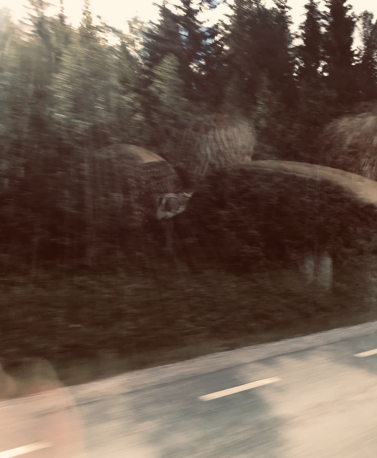 En suddig bild tagen från insidan av en buss mot en skog.