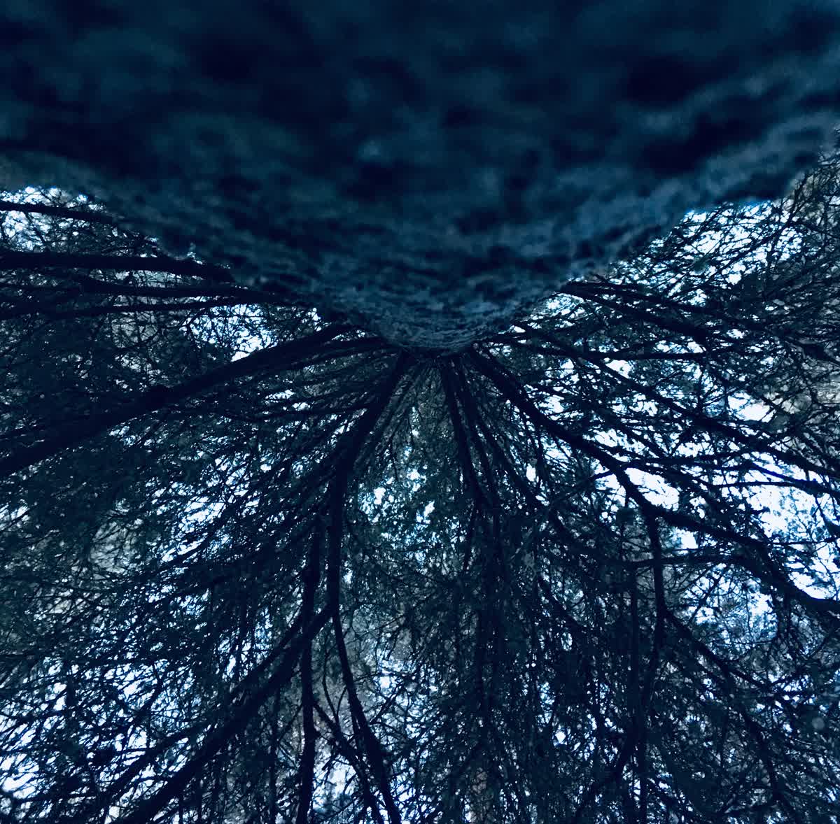 En talls grenverk fotograferat nedifrån.