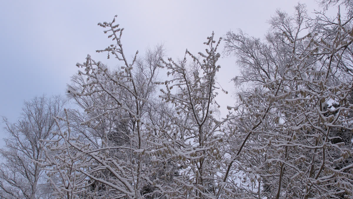 Träd täckta av is och snö.